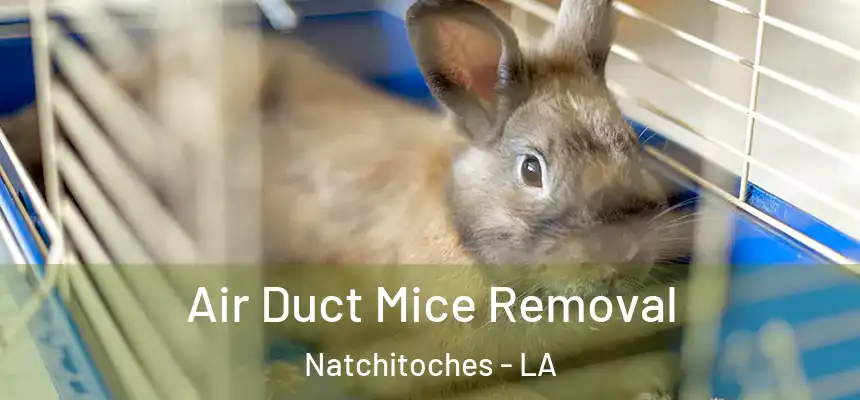  Air Duct Mice Removal Natchitoches - LA